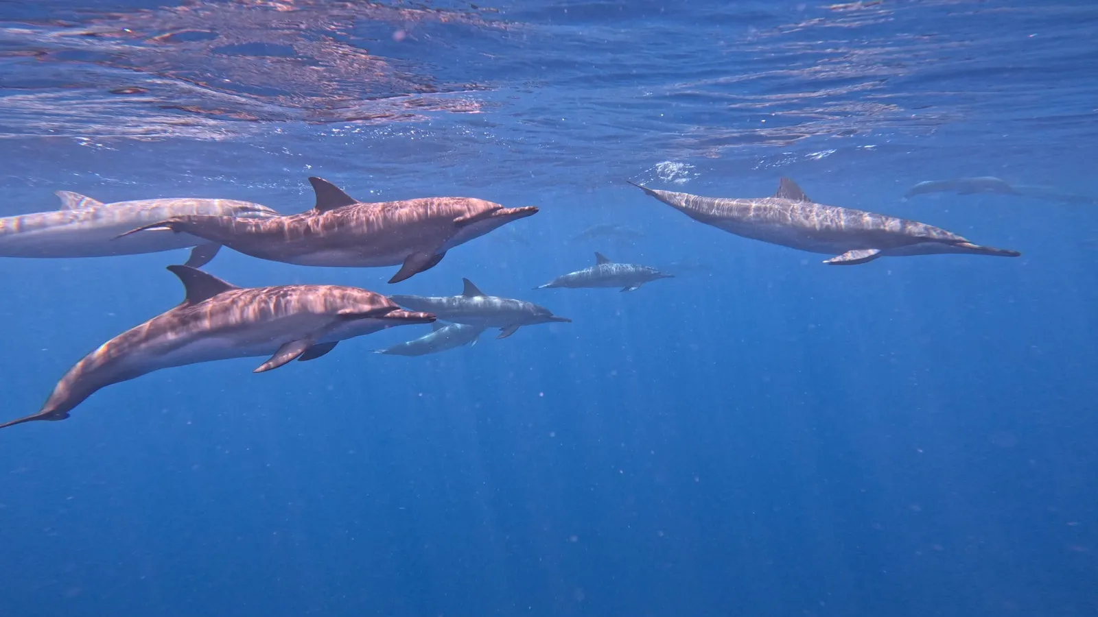 Dolphins swimming underwater